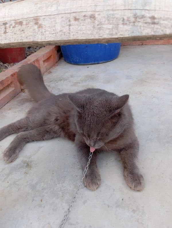 grey Persian male 2