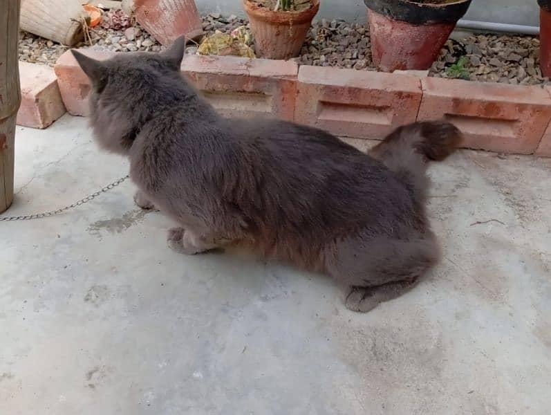 grey Persian male 3