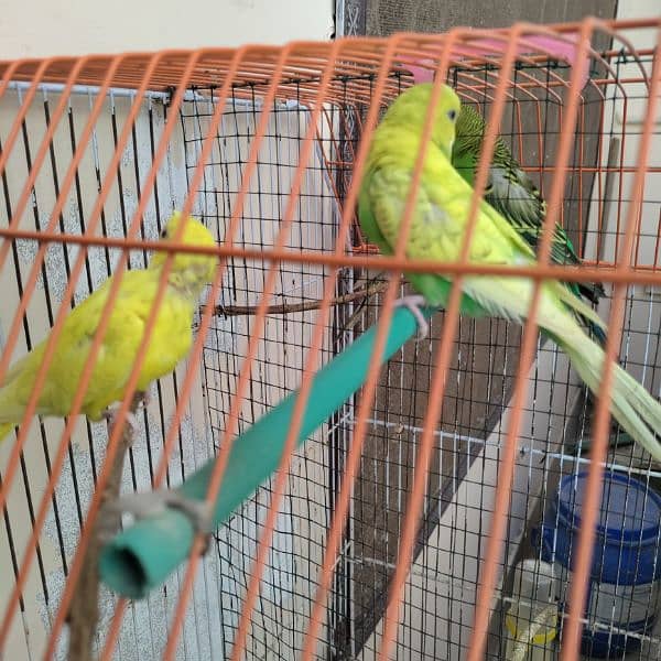 Budgies cage 24x18x14 0