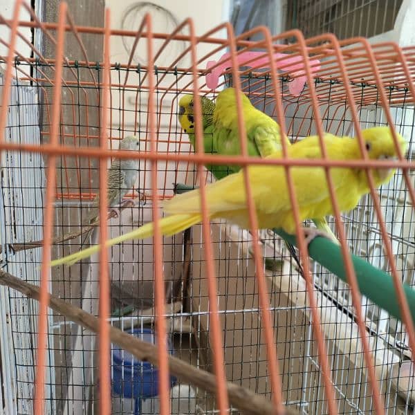 Budgies cage 24x18x14 2