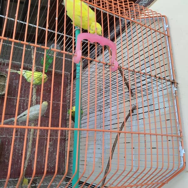 Budgies cage 24x18x14 4