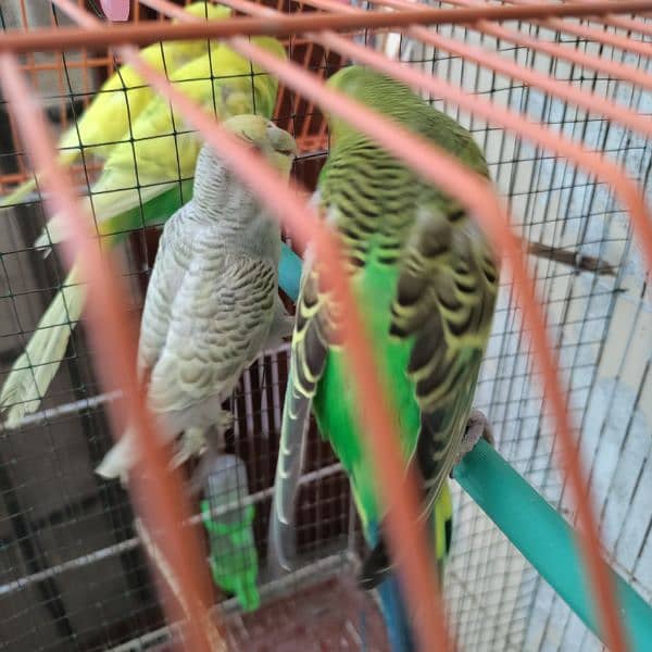 Budgies cage 24x18x14 5