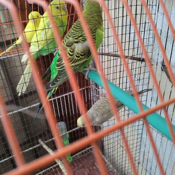 Budgies cage 24x18x14 6