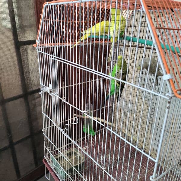 Budgies cage 24x18x14 7