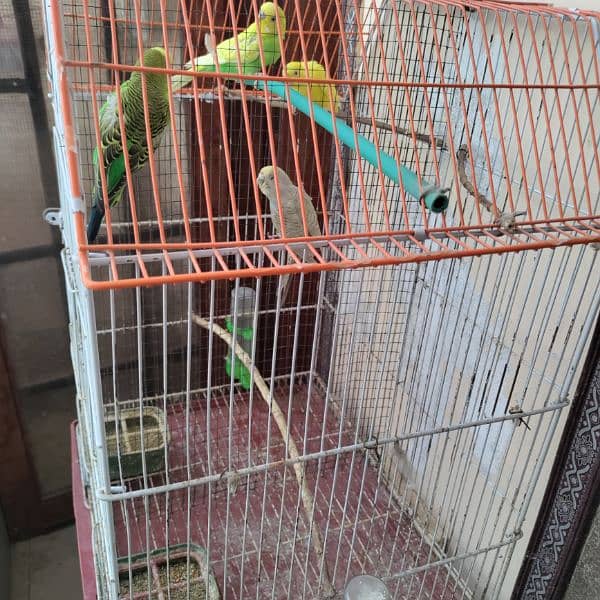 Budgies cage 24x18x14 8