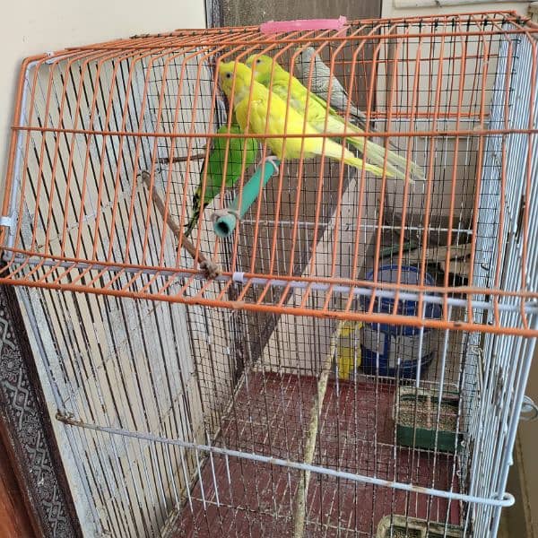 Budgies cage 24x18x14 9