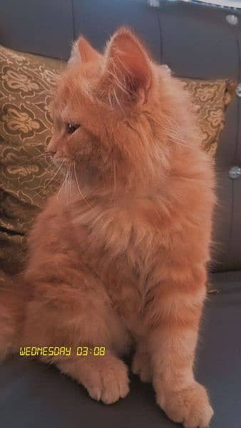 Persian Male Kitten 2