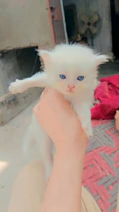 Persian cats kitten read ad first