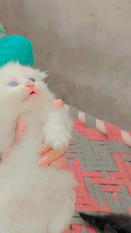 Persian cats kitten read ad first 3