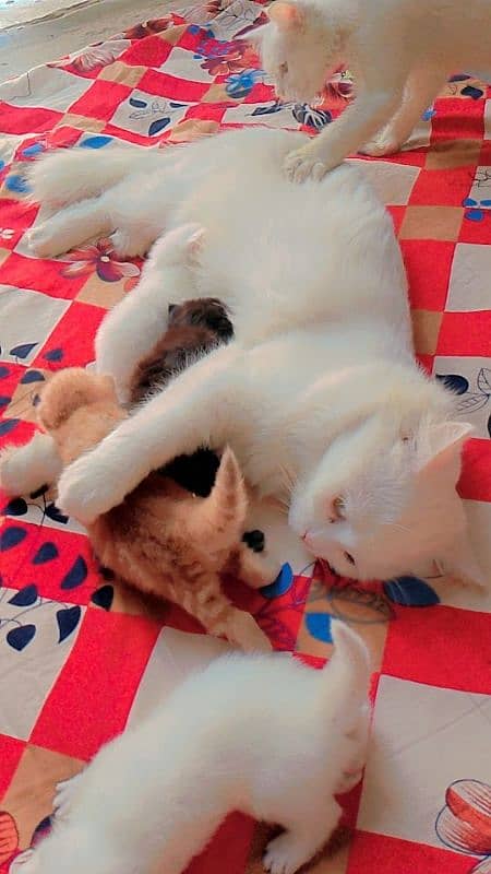 Persian cats kitten read ad first 4