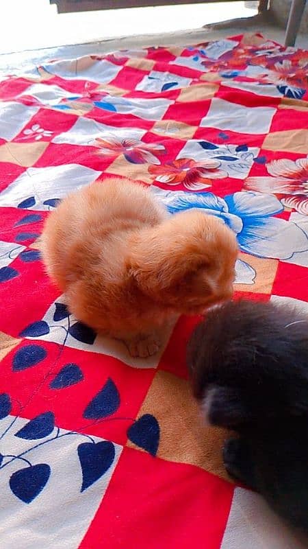 Persian cats kitten read ad first 9