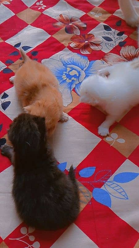 Persian cats kitten read ad first 13