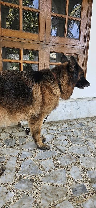 german shepherd pedigree 0