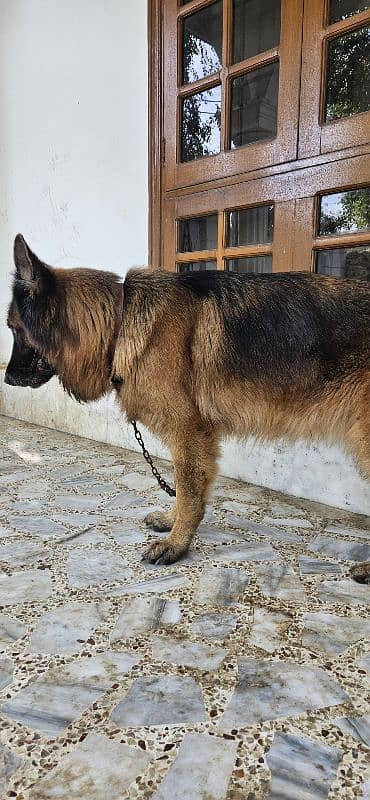 german shepherd pedigree 1