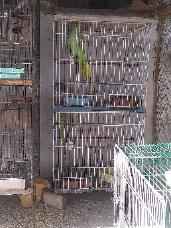 green parrots 0