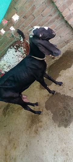 Desi goat with 1 kid age 2 year old.