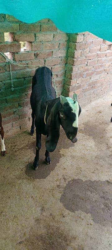 Desi goat with 1 kid age 2 year old. 2