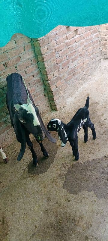 Desi goat with 1 kid age 2 year old. 3