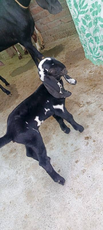 Desi goat with 1 kid age 2 year old. 4