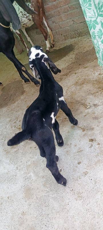 Desi goat with 1 kid age 2 year old. 5