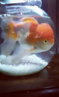 Fancy goldfish for sale