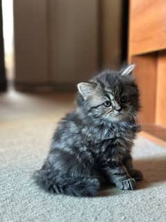 persian/ragdoll kittens