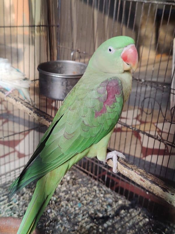 raw parrot sale 2