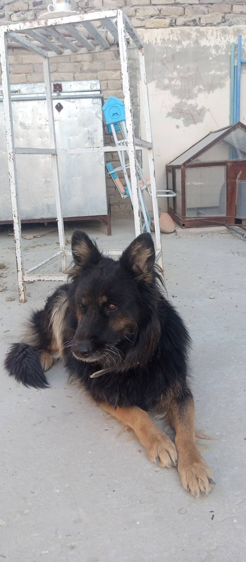 German shepherd  5 year old female trained 0