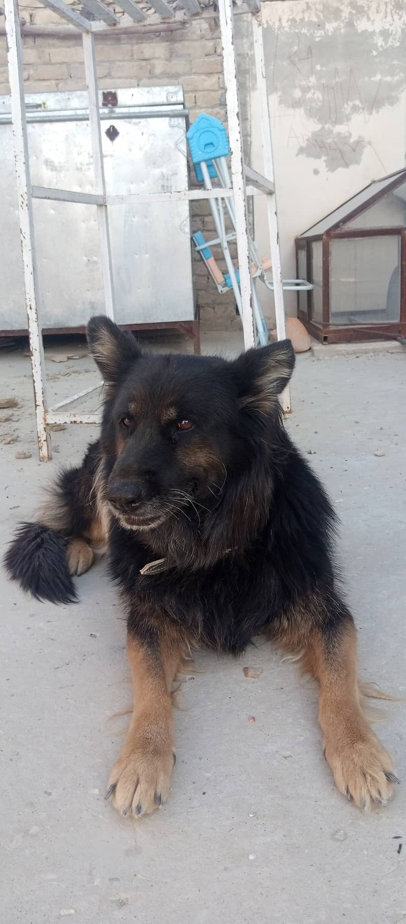 German shepherd  5 year old female trained 1