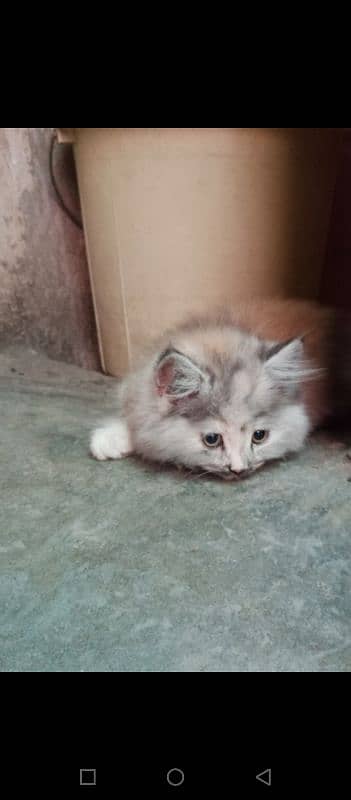 CATS 2 MALE 1 FEMALE PRICE ONLY 30000 RS messege per baat ho sakti hai 1