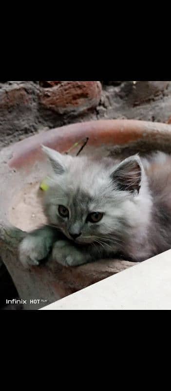 CATS 2 MALE 1 FEMALE PRICE ONLY 30000 RS messege per baat ho sakti hai 2