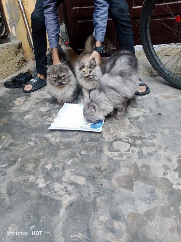 CATS 2 MALE 1 FEMALE PRICE ONLY 30000 RS messege per baat ho sakti hai 3