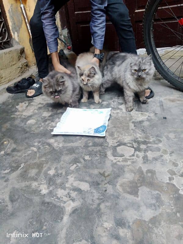 CATS 2 MALE 1 FEMALE PRICE ONLY 30000 RS messege per baat ho sakti hai 4