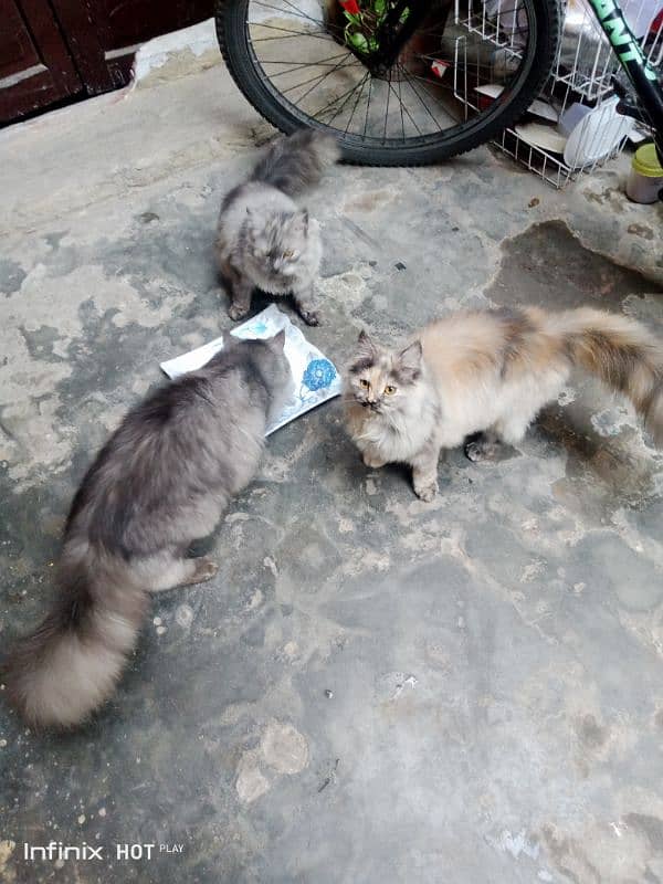 CATS 2 MALE 1 FEMALE PRICE ONLY 30000 RS messege per baat ho sakti hai 5