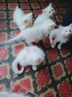 Persian kittens male/female both are available for sale