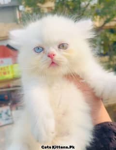 High Quality Extreme Punch Odd eye Persian Kitten