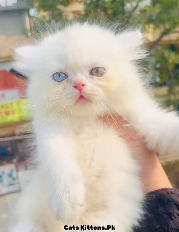 High Quality Extreme Punch Odd eye Persian Kitten 0