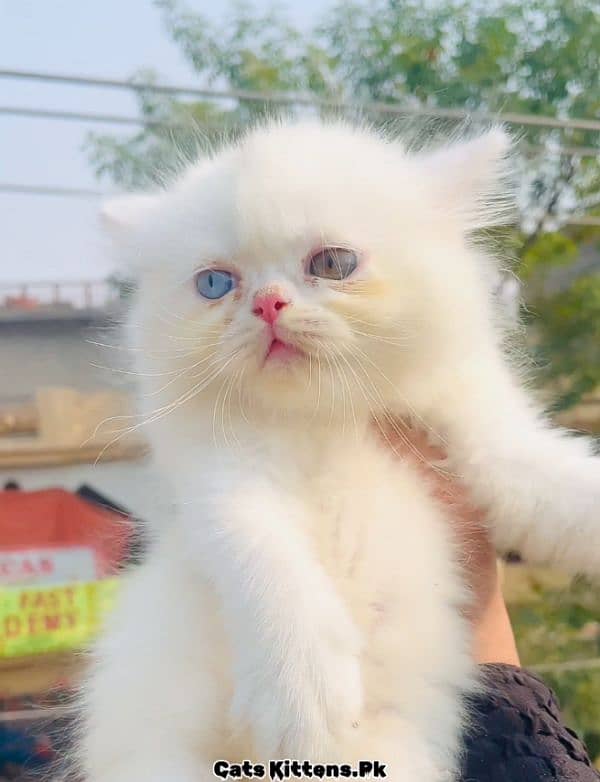 High Quality Extreme Punch Odd eye Persian Kitten 1