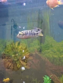 cichlid fish giant size cichlid fish goldfish tank