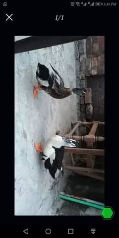 Ducks pair for sale only call O322/4/8/4/O1O6