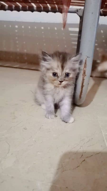 Persian Kittens for sale 3