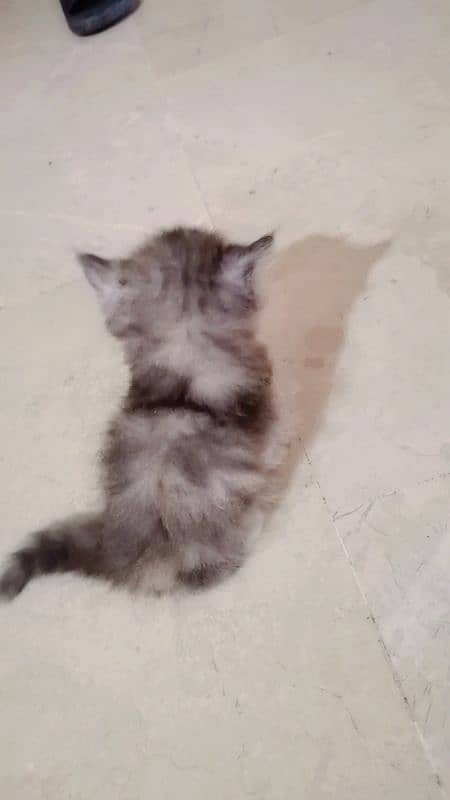 Persian Kittens for sale 4