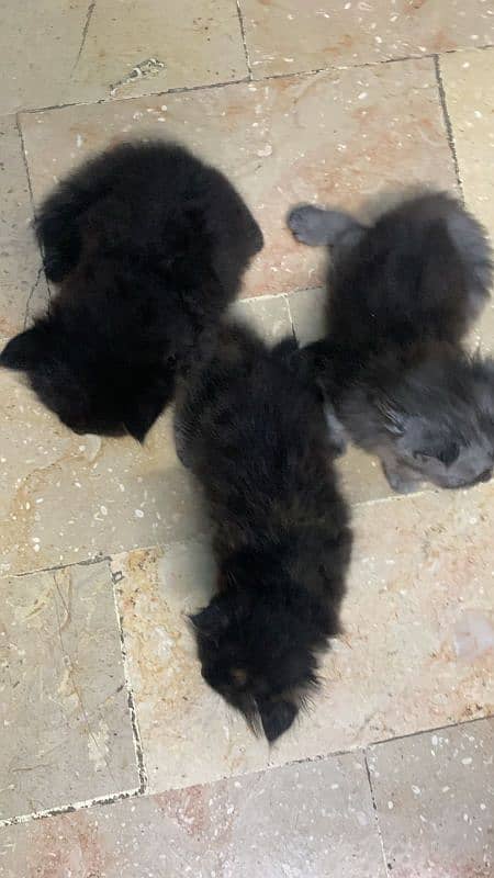 Persian Kittens for sale 5