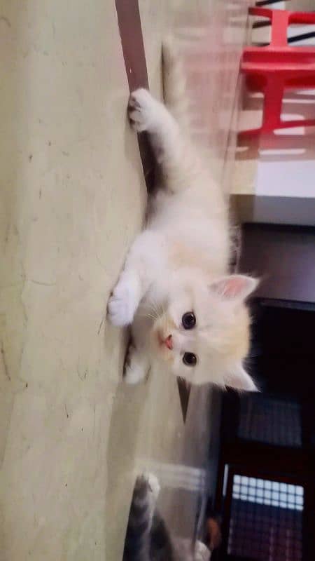 Persian Kittens for sale 7