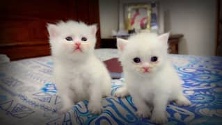 Persian white kitten| 45days | blue eyes |