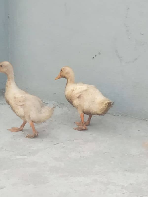 DUCKLINGS 2 MONTH OLD 2