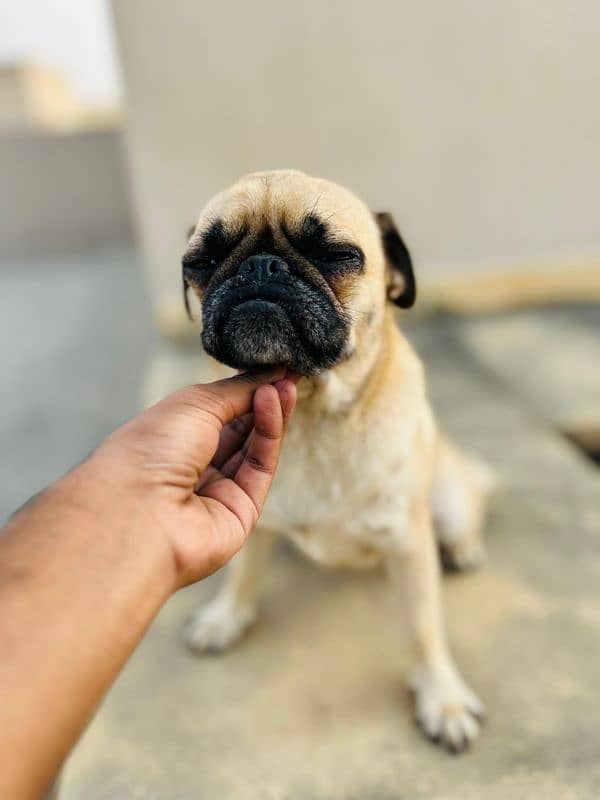 Female Pug 2