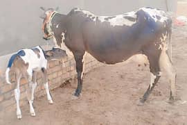 Cholistani cow/jearsy/Frizan/Cow/Gay/Gaee/گائے