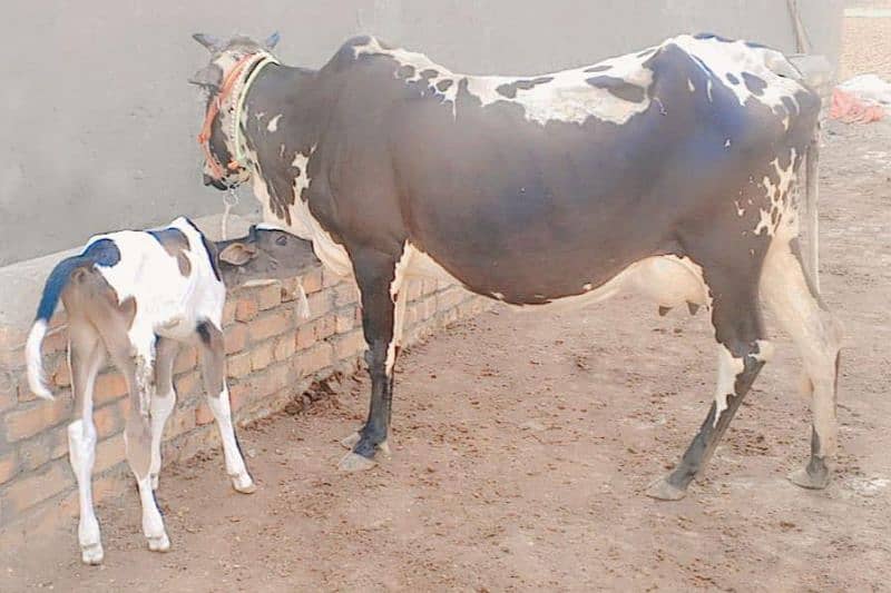 Cholistani cow/jearsy/Frizan/Cow/Gay/Gaee/گائے 1