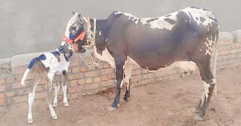 Cholistani cow/jearsy/Frizan/Cow/Gay/Gaee/گائے